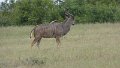 Kudu mit Madenhacker